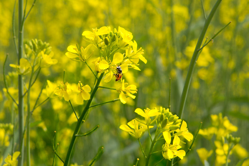 Khadin-A Nature-Based Solution for Water for Agriculture in Thar Desert, Jaisalmer district, Rajasthan - Honey bee amidst mustard flowers in Bijrasar Khadin (a result of organic farming)
